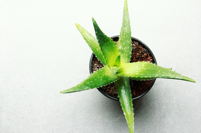 Aloe Vera Aloe Vera