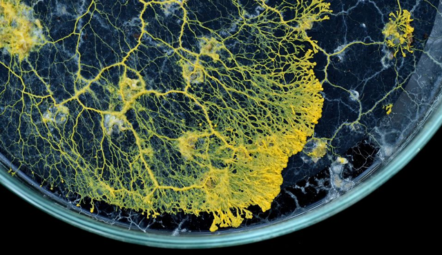 Hříčka přírody jménem blob! Nemá mozek, a přesto se dokáže učit Hříčka přírody jménem blob! Nemá mozek, a přesto se dokáže učit