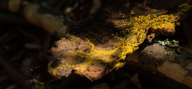 Hříčka přírody jménem blob! Nemá mozek, a přesto se dokáže učit Hříčka přírody jménem blob! Nemá mozek, a přesto se dokáže učit
