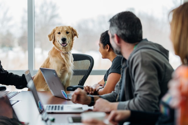 Se psem do práce aneb Jaký mají vliv "dog friendly" kanceláře na vaše zdraví?