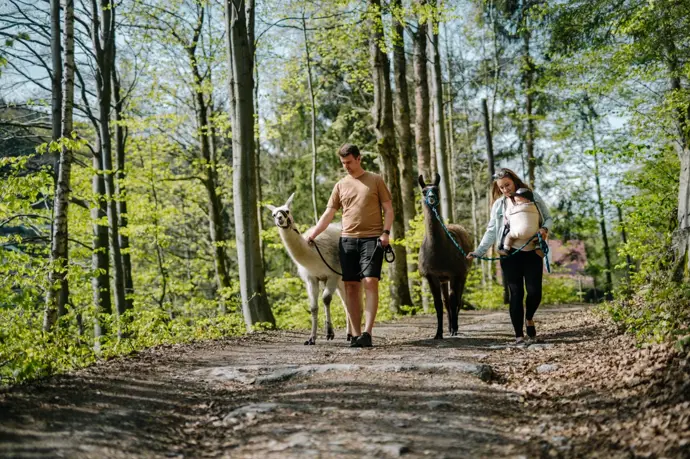 Velkým lákadlem pro malé i velké jsou trekkingy s lamami.
