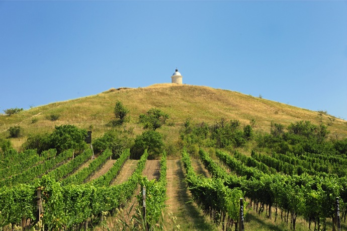 Velkobílovické vinice
