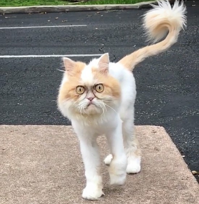 Znáte naštvanější kočku? Nová Grumpy Cat dobývá svět