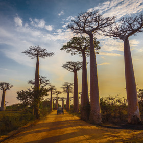 Madagaskar
„Jakmile poleví sezóna dešťů, očekáváme čím dál větší zájem o zájezdy na Madagaskar. Čtvrtý největší ostrov světa o sobě dal do Česka vědět už letos, protože v sezóně sem z Prahy začaly rovněž létat přímé lety, díky čemuž jste za necelých deset hodin v úplně jiném světě,“ popisuje Jirušková. Let bez mezipřistání ale rozhodně není ten hlavní důvod, proč za svojí příští dovolenou vyrazit právě na Madagaskar. Nejstarší ostrov na planetě, obývaný jedinečnými tvory i rostlinami, je fascinující svou rozmanitostí i překvapivou křehkostí. Většinu místní fauny a flóry tvoří endemické druhy.
„Rychle tu pochopíte, že se nejedná o klasickou turistickou destinaci s luxusními hotelovými komplexy a dokonalými plážemi. Madagaskar má neopakovatelné charisma. Můžete tu navštívit tropické pralesy, savany, pouště, polopouště, opadavé lesy i proslulou alej majestátních baobabů. Vějířovitá koruna palmy poutníků, ravenaly madagaskarské, zdobí i státní znak země,“ dodává Jiřina Ekrt Jirušková.
Madagaskar
„Jakmile poleví sezóna dešťů, očekáváme čím dál větší zájem o zájezdy na Madagaskar. Čtvrtý největší ostrov světa o sobě dal do Česka vědět už letos, protože v sezóně sem z Prahy začaly rovněž létat přímé lety, díky čemuž jste za necelých deset hodin v úplně jiném světě,“ popisuje Jirušková. Let bez mezipřistání ale rozhodně není ten hlavní důvod, proč za svojí příští dovolenou vyrazit právě na Madagaskar. Nejstarší ostrov na planetě, obývaný jedinečnými tvory i rostlinami, je fascinující svou rozmanitostí i překvapivou křehkostí. Většinu místní fauny a flóry tvoří endemické druhy.
„Rychle tu pochopíte, že se nejedná o klasickou turistickou destinaci s luxusními hotelovými komplexy a dokonalými plážemi. Madagaskar má neopakovatelné charisma. Můžete tu navštívit tropické pralesy, savany, pouště, polopouště, opadavé lesy i proslulou alej majestátních baobabů. Vějířovitá koruna palmy poutníků, ravenaly madagaskarské, zdobí i státní znak země,“ dodává Jiřina Ekrt Jirušková.