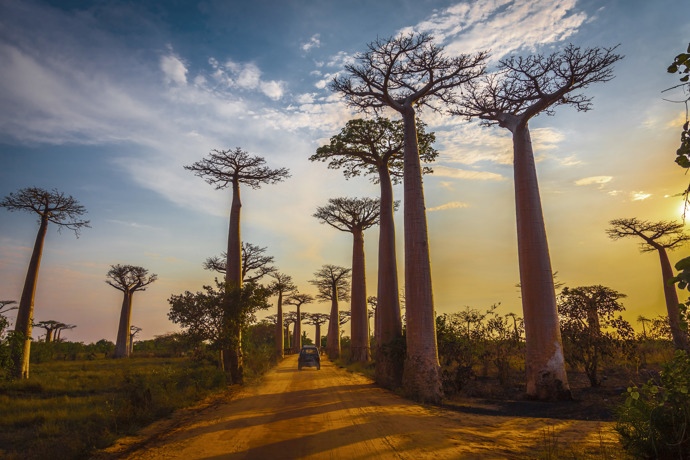 Madagaskar
„Jakmile poleví sezóna dešťů, očekáváme čím dál větší zájem o zájezdy na Madagaskar. Čtvrtý největší ostrov světa o sobě dal do Česka vědět už letos, protože v sezóně sem z Prahy začaly rovněž létat přímé lety, díky čemuž jste za necelých deset hodin v úplně jiném světě,“ popisuje Jirušková. Let bez mezipřistání ale rozhodně není ten hlavní důvod, proč za svojí příští dovolenou vyrazit právě na Madagaskar. Nejstarší ostrov na planetě, obývaný jedinečnými tvory i rostlinami, je fascinující svou rozmanitostí i překvapivou křehkostí. Většinu místní fauny a flóry tvoří endemické druhy.
„Rychle tu pochopíte, že se nejedná o klasickou turistickou destinaci s luxusními hotelovými komplexy a dokonalými plážemi. Madagaskar má neopakovatelné charisma. Můžete tu navštívit tropické pralesy, savany, pouště, polopouště, opadavé lesy i proslulou alej majestátních baobabů. Vějířovitá koruna palmy poutníků, ravenaly madagaskarské, zdobí i státní znak země,“ dodává Jiřina Ekrt Jirušková.
Madagaskar
„Jakmile poleví sezóna dešťů, očekáváme čím dál větší zájem o zájezdy na Madagaskar. Čtvrtý největší ostrov světa o sobě dal do Česka vědět už letos, protože v sezóně sem z Prahy začaly rovněž létat přímé lety, díky čemuž jste za necelých deset hodin v úplně jiném světě,“ popisuje Jirušková. Let bez mezipřistání ale rozhodně není ten hlavní důvod, proč za svojí příští dovolenou vyrazit právě na Madagaskar. Nejstarší ostrov na planetě, obývaný jedinečnými tvory i rostlinami, je fascinující svou rozmanitostí i překvapivou křehkostí. Většinu místní fauny a flóry tvoří endemické druhy.
„Rychle tu pochopíte, že se nejedná o klasickou turistickou destinaci s luxusními hotelovými komplexy a dokonalými plážemi. Madagaskar má neopakovatelné charisma. Můžete tu navštívit tropické pralesy, savany, pouště, polopouště, opadavé lesy i proslulou alej majestátních baobabů. Vějířovitá koruna palmy poutníků, ravenaly madagaskarské, zdobí i státní znak země,“ dodává Jiřina Ekrt Jirušková.