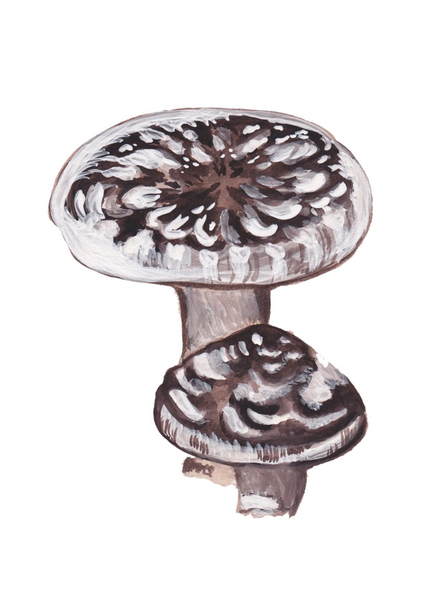 Houževnatec jedlý (Lentinula edoles)
