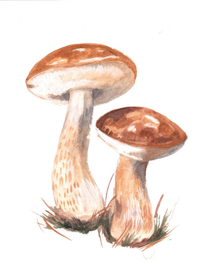 Hřib žlučník
