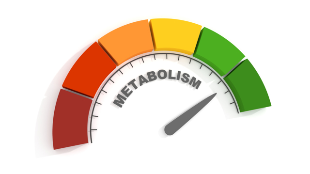 Nejde jen o spálené kalorie! Metabolismus se podílí i na činnosti mozku a výkonu svalů