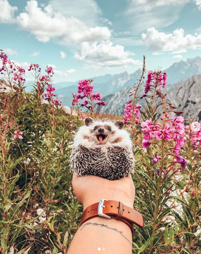 Nejroztomilejší Instagram na světě! Ježek Herbee je zvířecí celebritou Nejroztomilejší Instagram na světě! Ježek Herbee je zvířecí celebritou