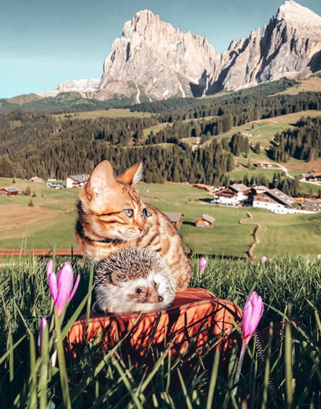 Nejroztomilejší Instagram na světě! Ježek Herbee je zvířecí celebritou Nejroztomilejší Instagram na světě! Ježek Herbee je zvířecí celebritou