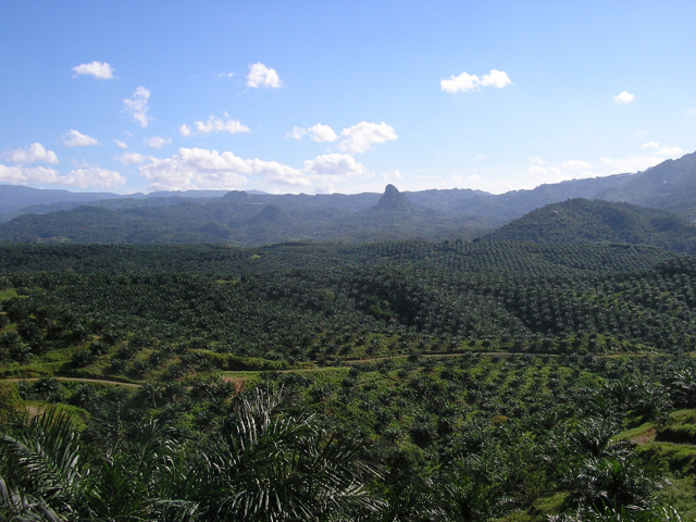 Oil_palm_plantation_in_Cigudeg-05 Oil_palm_plantation_in_Cigudeg-05