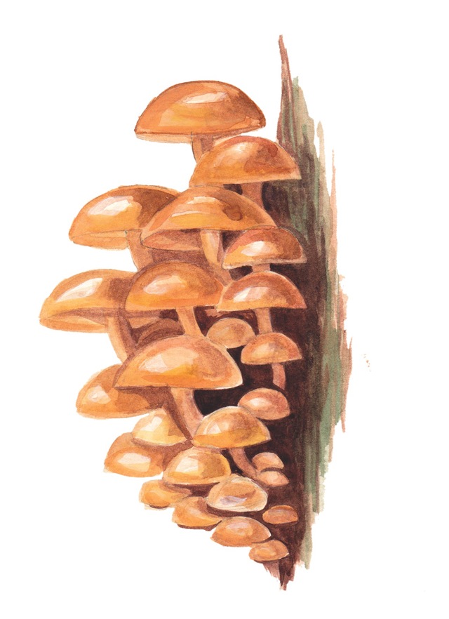 Penízovka sametonohá ((Flammulina velutipes)

