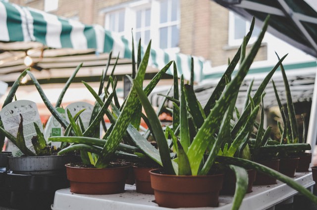 Aloe vera Aloe vera