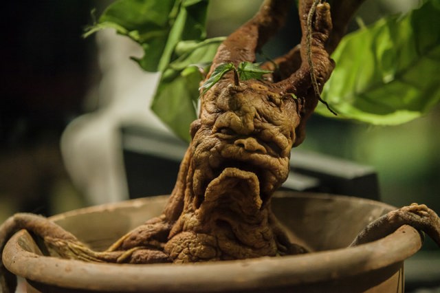 Mandragora
