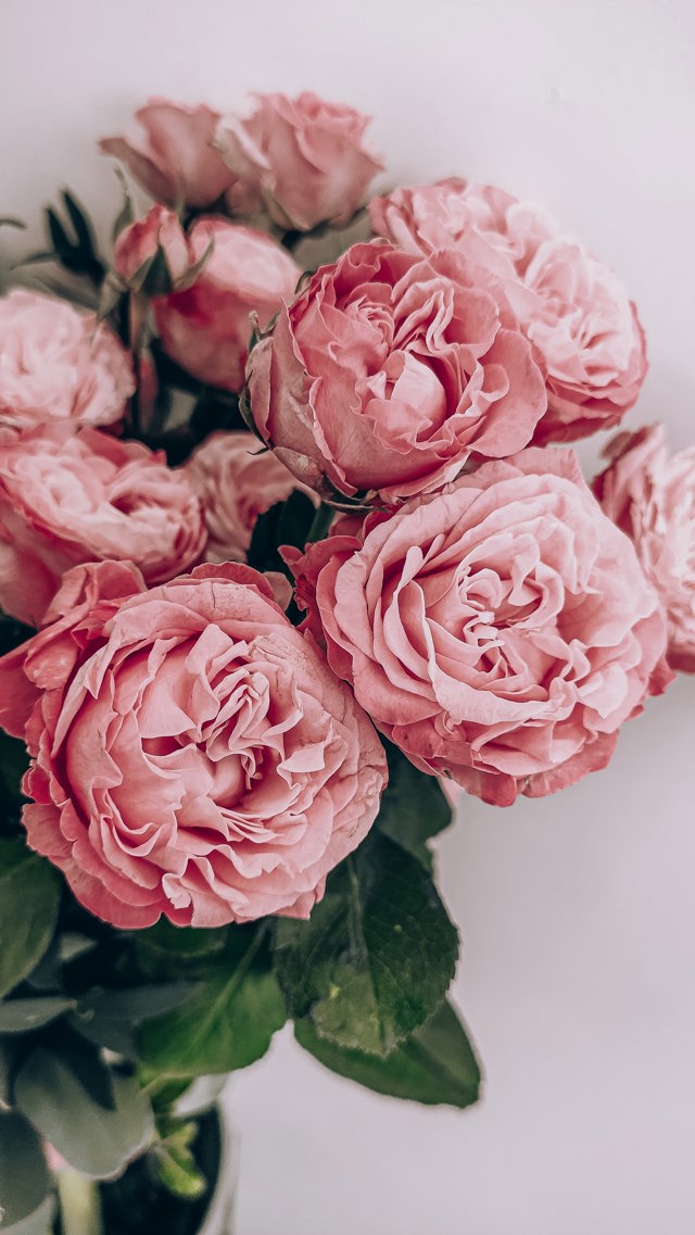 roses roses