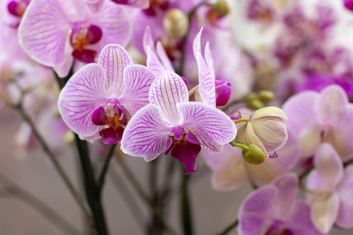 Kvetoucí orchideje a přírodní hnojivo
Kvetoucí orchideje a přírodní hnojivo