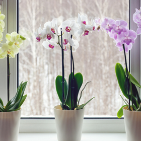 Kvetoucí orchideje a přírodní hnojivo
Kvetoucí orchideje a přírodní hnojivo