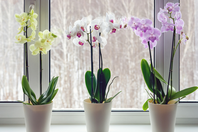 Kvetoucí orchideje a přírodní hnojivo
Kvetoucí orchideje a přírodní hnojivo