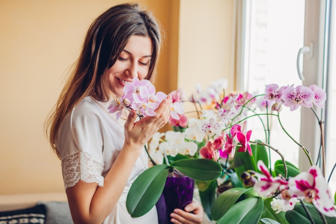 Kvetoucí orchideje a přírodní hnojivo
Kvetoucí orchideje a přírodní hnojivo