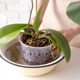 Kvetoucí orchideje a přírodní hnojivo
Kvetoucí orchideje a přírodní hnojivo