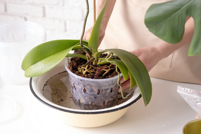 Kvetoucí orchideje a přírodní hnojivo
Kvetoucí orchideje a přírodní hnojivo