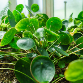 Pilea peperomioides (pilea pepřincová) patří mezi stálezelené rostliny z čeledi kopřivovitých. Pochází z provincie Yunnan v jižní Číně.
Pilea peperomioides (pilea pepřincová) patří mezi stálezelené rostliny z čeledi kopřivovitých. Pochází z provincie Yunnan v jižní Číně.