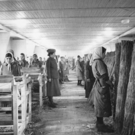 Romské ženy nucené k práci stojí v pozoru během kontroly v tkalcovně v koncentračním táboře Ravensbrück v Německu, kolem roku 1943, i ony byly nuceny být "po vůli".
Romské ženy nucené k práci stojí v pozoru během kontroly v tkalcovně v koncentračním táboře Ravensbrück v Německu, kolem roku 1943, i ony byly nuceny být "po vůli".