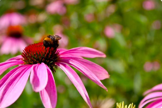 Echinacea je známá díky obsahu látek, schopných stimulovat imunitní systém a napomáhat tělu lépe se chránit před rizikem infekcí.
