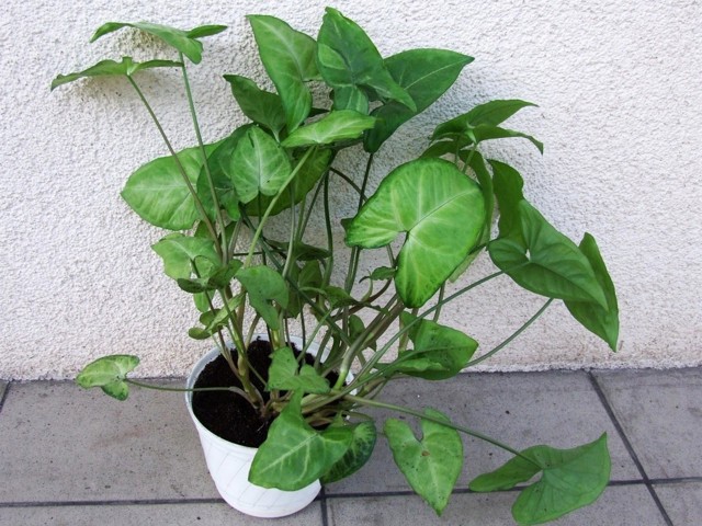 Syngonium vás překvapí barvami i nenáročností. Pěstování zvládne i začátečník