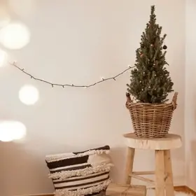 Pokud vybíráte stromek na balkon nebo terasu, skvěle se hodí i stromek v květináči. Ten můžete po svátcích vysadit do zahrady a každoročně si tak připomenout své Vánoce.
