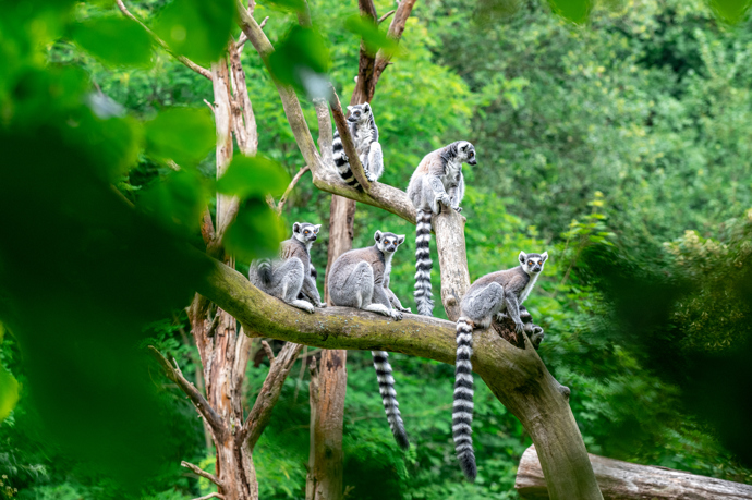 Zoo Jihlava nabízí komentovaná krmení nebo zážitkové programy pro děti.
