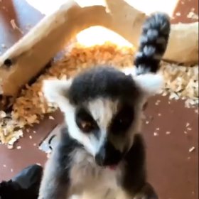 Roztomilá zvířátka.