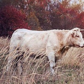Janovičová je krásná zrzka.