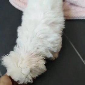 Fenka dostala jméno Amálka.