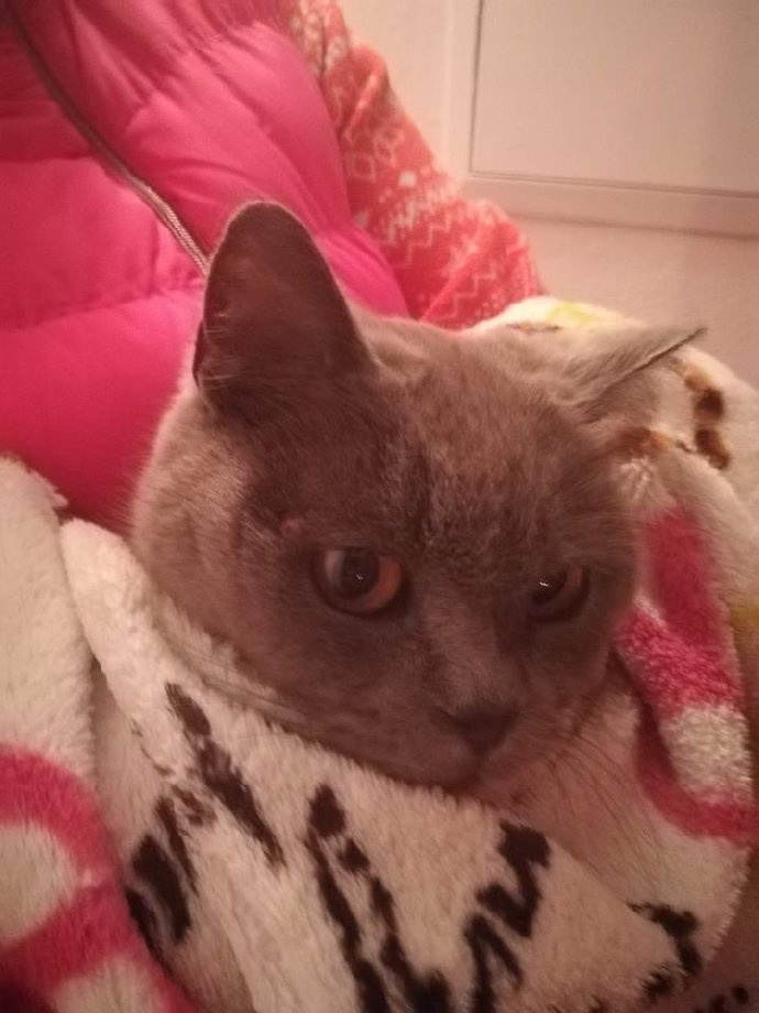 Ornella údajně našla milovanou kočičku Sisi!
