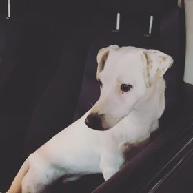 Mezitím se stihl zranit Kamilin partner  Robi, když chránil fenku před dalším psem.