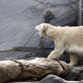 Zoo Praha ke svým devadesátinám vydává Trojské tolary