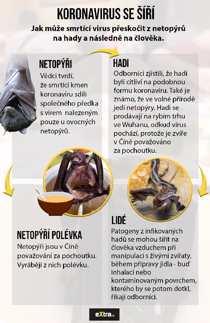 Virus může pocházet z masa divokých zvířat.