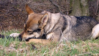 FOTO: Pes podle odborníků za nic nemůže.