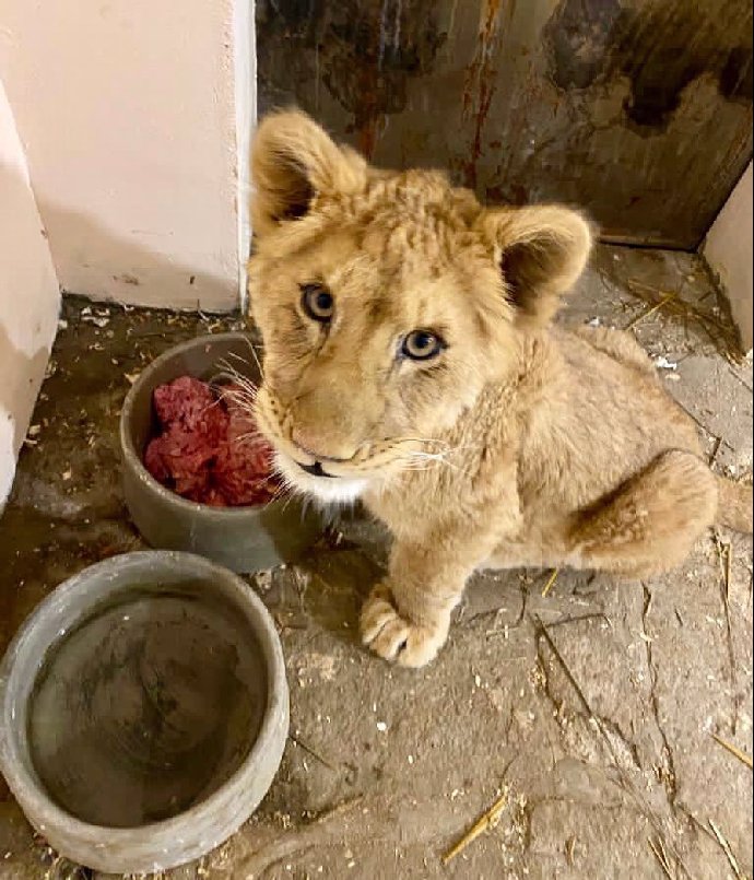 Karlos Vémola chová lvici Elsu, kterou našli v krabici od bot.