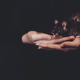 Někteří se domnívají, že na videu je krysa.