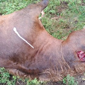 Takhle našel Indie farmář Pitek, když dorazil do výběhu. Usmrcena kuší a zohavena - uříznuté ucho a vyříznuté oko.