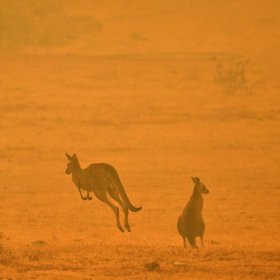 Spousta klokanů přišla o domovy i životy.