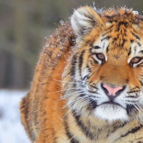 Byl to sibiřský tygr Hury, který ženě ukousl ruku?