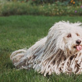Na ranní běh s sebou občas bere i svého psa.