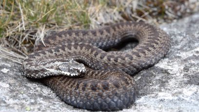 FOTO: Zmije sama od sebe na člověka nezaútočí.