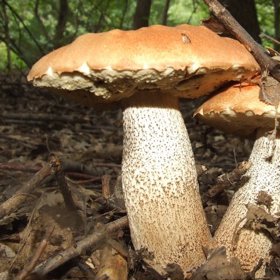 Kozák patří v našich končinách k oblíbeným druhům.