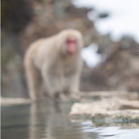 Makak rhesus jsou obětní beránci.