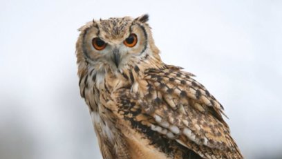 FOTO: sova