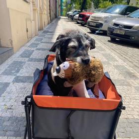 Pejskovi je už čtrnáct let.